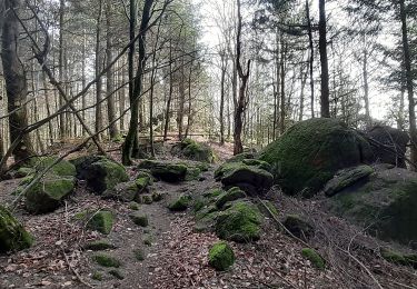 Percorso A piedi Wald-Michelbach - Rundwanderweg Wald-Michelbach 5: Höhenwanderweg Tromm - Photo