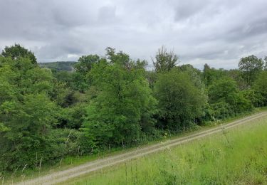 Excursión Senderismo Rosenau - Le vieux Rhin PCA - Photo