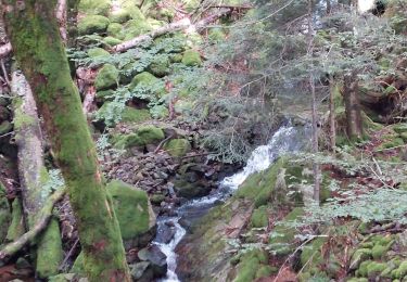 Trail Walking Mittlach - Chapelle du Kolben - Rainkopf - Rothenbakopf - Photo