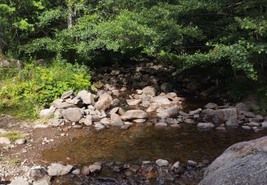 Tocht Lopen Albepierre-Bredons - Le Plomb du Cantal  - Photo