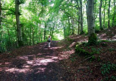 Tocht Stappen Bromont-Lamothe - Le Puy de Moufle  - Photo