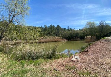 Tour Wandern Pierrefeu-du-Var - Pierre feu . Les maures  - Photo