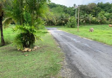 Tocht Trail Sainte-Anne - Grand fonds St Anne - Photo