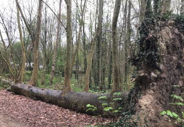 Trail Walking Yerres - Rando douce  - Photo