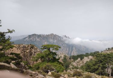 Tour Wandern Zonza - Bocca d'Illarata vers bergerie de Luviu - Photo