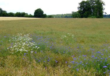 Randonnée A pied Gomadingen - Donnstetten - Feldstetten - Photo