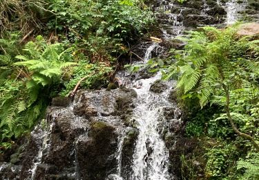 Trail Walking Le Val-d'Ajol - Faymont - Photo