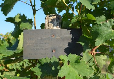 Percorso A piedi Guldental - Guldentaler Weinwanderweg - Photo