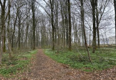 Trail Walking Tintigny - Bellefontaine Saint-Vincent - Photo