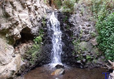 Tour Zu Fuß Telde - Barranco de los Cernícalos - Photo