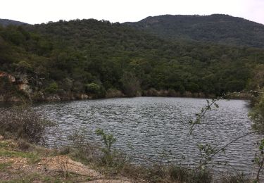 Trail Walking Bormes-les-Mimosas - Le grand Noyer et le petit noyer au départ de Bargean - Photo