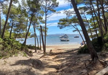 Randonnée Marche Bormes-les-Mimosas - TOULON / BORMES LES MIMOSAS: LA LONDE - Photo