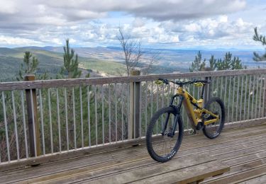 Percorso Mountainbike Bédoin - Randuro sous les sapins blancs - Photo