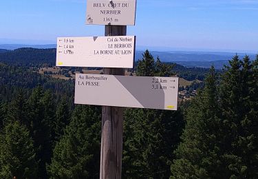 Tocht Stappen La Pesse - Crêt du Nerbier  - Photo