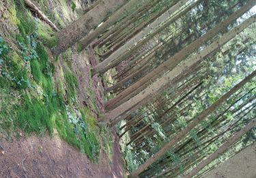 Trail Walking Houffalize - Sandrine: le hérou et le chesle  - Photo