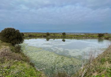 Percorso Marcia Batz-sur-Mer - Marais Salants de Batz sur Mer - Photo