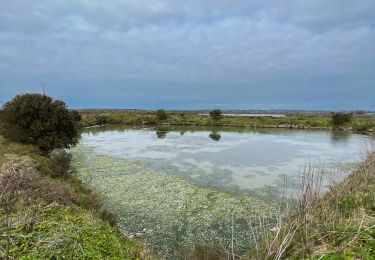 Tour Wandern Batz-sur-Mer - Marais Salants de Batz sur Mer - Photo