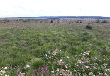 Trail Walking Waimes - HAUTES FAGNES - Photo