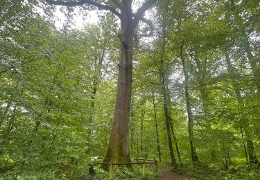 Tocht Stappen Villafans - Charbon et sel raccourcie pour  - Photo