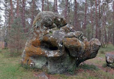 Tocht Stappen Fontainebleau - Bas Breau  - Photo