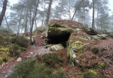 Trail Walking Fontainebleau - Franchard 20 février 2024 - Photo