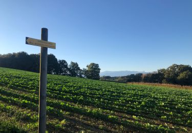 Tour Wandern Maucor -  Etang du  laaps - Photo