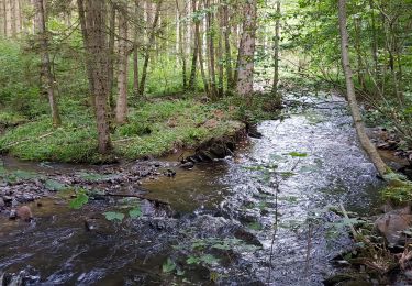 Trail Walking Houffalize - wibrin 290721 - Photo