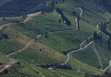 Tocht Stappen Collioure - les Batteries Taillefer la Madeloc_T - Photo