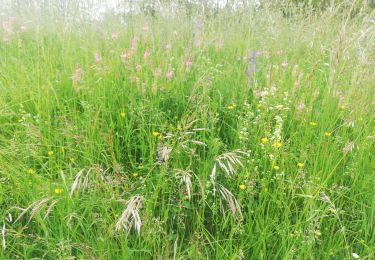 Trail Walking Wangen - , westhoffen - Photo
