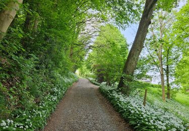 Trail Walking Olne - La balade de l'ail des Ours (Olne) 🥾 - Photo