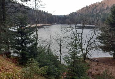 Tocht Stappen La Bresse - lac de blanchemer  - Photo