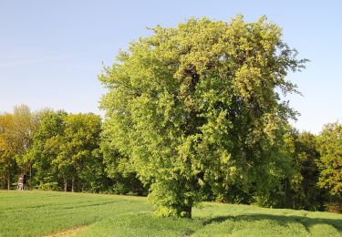 Tocht Te voet Creglingen - Rothenburger W8 - Postbotenweg - Photo