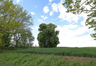 Excursión A pie Igersheim - Rundwanderweg Igersheim 56 - Photo