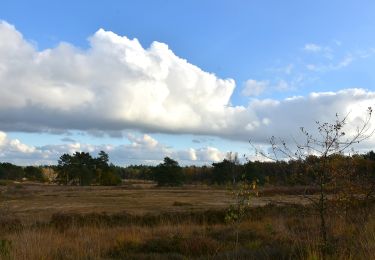 Tour Zu Fuß Lanaken - La Butte aux Bois Groene rechthoek - Photo