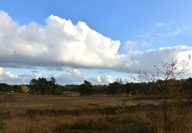 Excursión A pie Lanaken - La Butte aux Bois Groene rechthoek - Photo