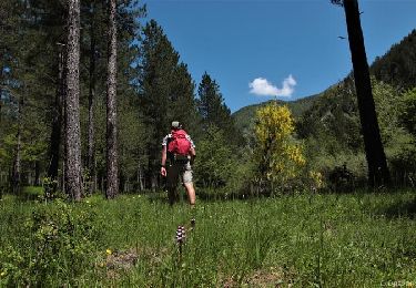 Percorso A piedi Aspres-sur-Buëch - 9587028 - Photo