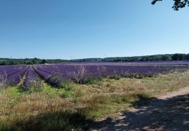 Tour Wandern Montjoyer - Montjoyer 24 06 - Photo