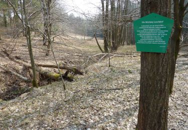 Percorso A piedi Hohnstein - Märzenbecherrundweg 1 - Photo