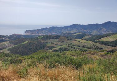 Tour Mountainbike Argelès-sur-Mer - Argelès sur Mer - Photo