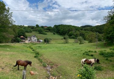 Randonnée A pied Dahlem - EifelSchleife Naturwanderpfad - Photo