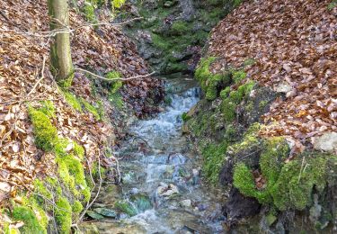 Tocht Te voet Detmold - Rundwanderweg [Gauseköte] - Photo