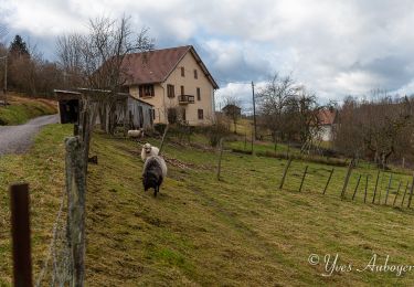 Percorso Marcia Le Ménil - Grande boucle au départ des chalets de la Feigne sur de l'Eau - Photo