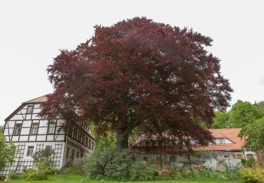 Tour Zu Fuß Tharandt - Gelber Punkt - Photo