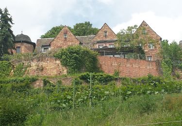 Randonnée A pied Kirrweiler - Hochberg-Rundweg - Photo