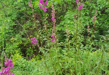 Trail Walking Foulayronnes - routine 1 covid  - Photo