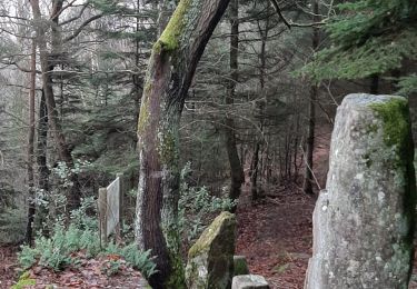 Trail Walking Mollkirch - sentier des demoiselles de Pierre - Photo