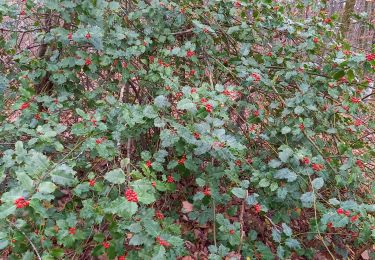 Tocht Stappen Souligny - Souligny 15km le 07/12/2020 - Photo