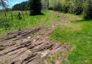 Trail Walking Borée - reco 11- Suc de la Lauzière - Photo