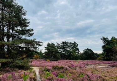 Trail Walking Zonhoven - de-wijers-de-teut-instapplaats-donderslagseweg-blauw - Photo