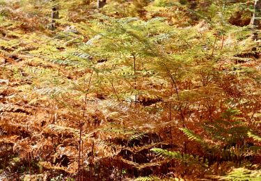 Tour Wandern Fontainebleau - Fontainebleau - Photo